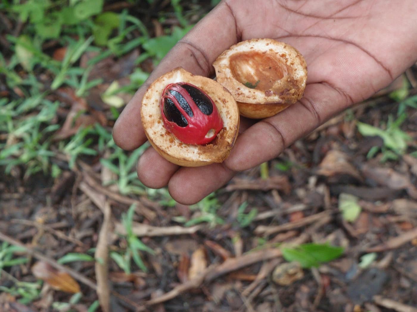 A nutmeg fruit split open, showing the seed and red mace