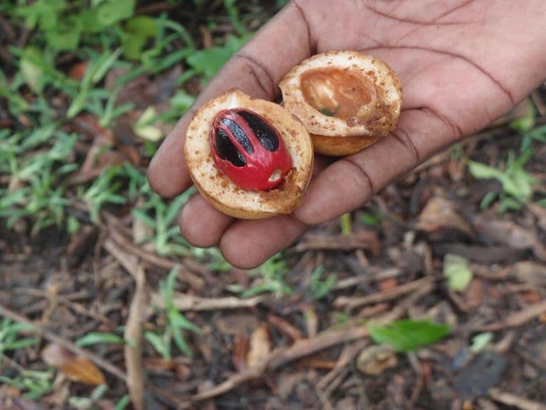 A nutmeg fruit split open, showing the seed and red mace